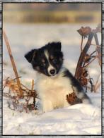 Prachtige Border-Stabij x Australian Shepherd pups te koop, 8 tot 15 weken, Collie, CDV (hondenziekte), Meerdere