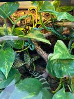 Te koop: Trimeresurus blue insularis, Dieren en Toebehoren, Amfibie