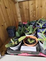 Gasteria stekjes | Oma's plantenkraam, Ophalen, Overige soorten, Minder dan 100 cm, Volle zon