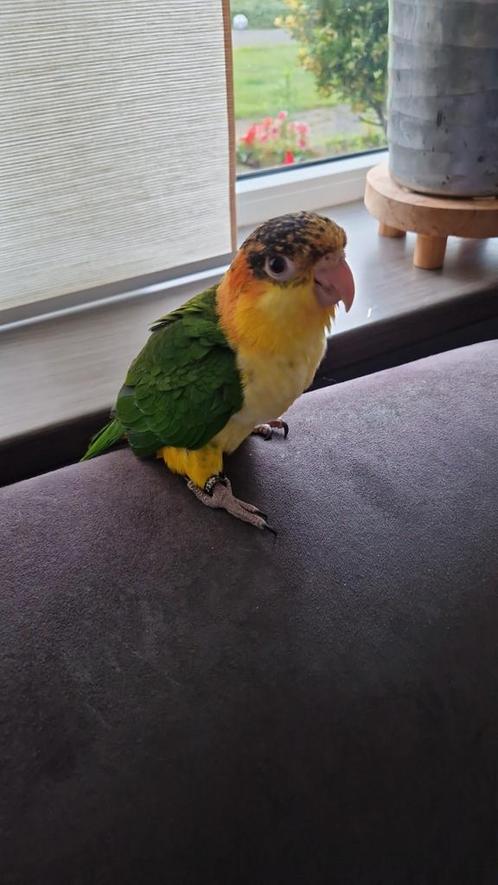 Roestkop caique man met 2 mnd garantie, Dieren en Toebehoren, Vogels | Parkieten en Papegaaien, Papegaai, Mannelijk, Tam, Geringd