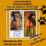 Nest verwacht sept rhodesiab Ridgeback pups met staambop, Dieren en Toebehoren, 8 tot 15 weken, Meerdere, Meerdere dieren, Nederland