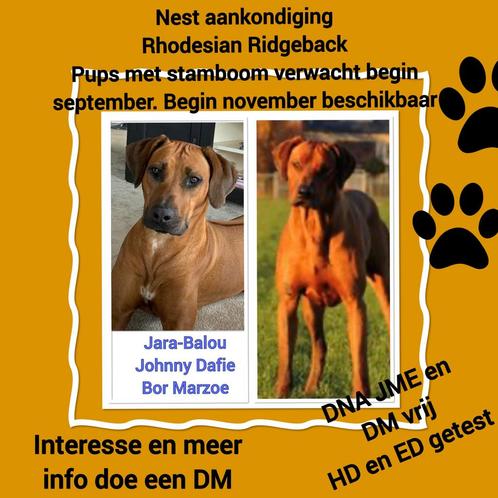 Nest verwacht sept Rhodesian Ridgeback pups met staambop, Dieren en Toebehoren, Honden | Beagles, Bassets en Lopende honden, Meerdere dieren