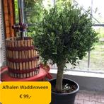 Olijfbomen, olijf, Olea europaea, uit voorraad geleverd