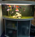 Juwel aquarium 350 liter, Ophalen of Verzenden, Zo goed als nieuw, Leeg aquarium