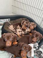 Prachtig teckel pups te koop ,dwerg x kaninchen teckel, Dieren en Toebehoren, Honden | Teckels en Dashonden, Rabiës (hondsdolheid)