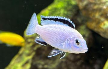 Labidochromis Nkata bay white(eigen fotos) malawi cichlide ) beschikbaar voor biedingen
