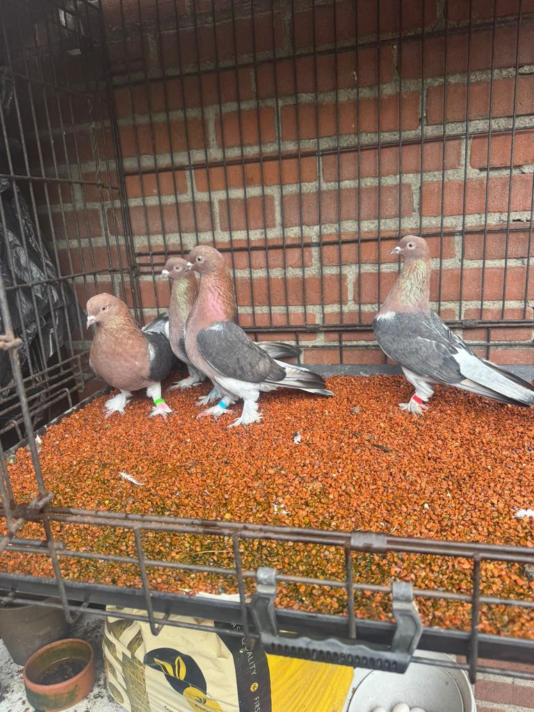 Super morbaş, Dieren en Toebehoren, Meerdere dieren, Postduif