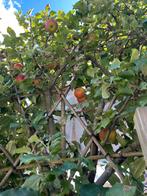 Echte Betuwse Kansi appelboom, Tuin en Terras, Planten | Bomen, Ophalen, Halfschaduw, Overige soorten, Lente