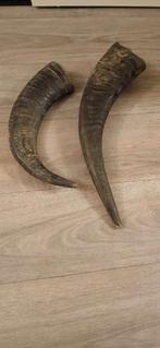 2 grote hoornen, Ophalen of Verzenden, Beeldje of Figuurtje