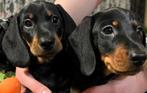 Teckel Dekreu teckel ter dekking reu korthaar black&tan, Rabiës (hondsdolheid), Reu, Eén hond, 3 tot 5 jaar