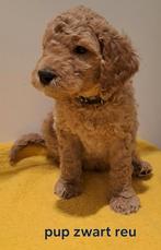 Medium australian labradoodle pups te koop curley en wafey, Dieren en Toebehoren, CDV (hondenziekte), 8 tot 15 weken, Meerdere