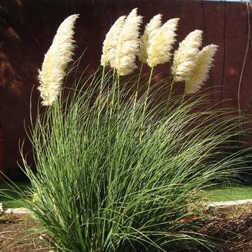 Cortaderia ,Pampasgras wit in een 2,5 liter pot. beschikbaar voor biedingen