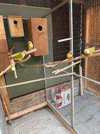 Pyrhurra 2 bewezen broedkoppels met dna, Dieren en Toebehoren, Vogels | Kanaries, Mannelijk, Kleurkanarie