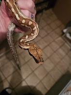 Python brongersmai, Dieren en Toebehoren, Slang, 3 tot 6 jaar
