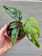 Monstera Esqueleto p10