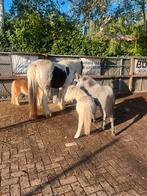 Pensionstal 24/7 buitenstalling weidegang bak, Dieren en Toebehoren, Stalling en Weidegang, Weidegang, 4 paarden of pony's of meer