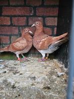 Bellen, Dieren en Toebehoren, Vogels | Duiven