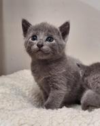 Prachtige zuivere Blauwe Rus kittens, Dieren en Toebehoren, Meerdere dieren, Gechipt, 0 tot 2 jaar