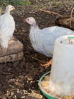 Parelhoenders, Dieren en Toebehoren, Pluimvee, Meerdere dieren, Overige soorten