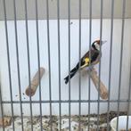 Bloemputter man  zie foto’s, Dieren en Toebehoren, Vogels | Overige Vogels, Mannelijk, Tropenvogel, Geringd