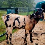 Nubische maanvek dekbok, Dieren en Toebehoren, Mannelijk, Geit, 0 tot 2 jaar