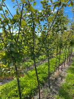 Prunus dom. ‘Opal’, Ophalen, Lente