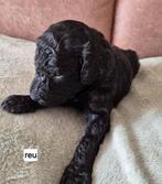 Konings poedel pups, Poedel, 8 tot 15 weken, CDV (hondenziekte), Meerdere