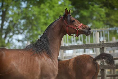 Arabisch volbloed merrie, 2014, Dieren en Toebehoren, Paarden, Merrie, B, Minder dan 160 cm, 11 jaar of ouder, Dressuurpaard, Met stamboom