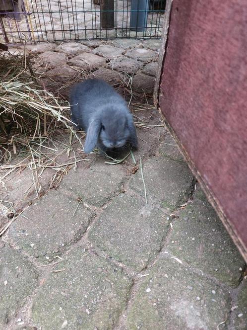 Te koop mooi blauw jong rammetje!, Dieren en Toebehoren, Konijnen, Dwerg, Mannelijk, 0 tot 2 jaar, Hangoor
