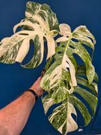 Monstera Deliciosa Variegata p15 (7), Huis en Inrichting, Kamerplanten, Ophalen of Verzenden, Halfschaduw, Minder dan 100 cm