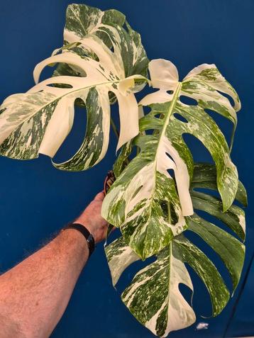Monstera Deliciosa Variegata p15 (7) beschikbaar voor biedingen