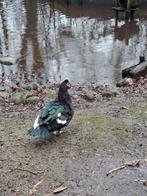 Muskus eenden, Meerdere dieren, Eend