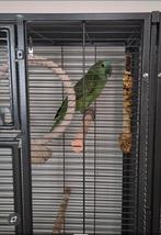Jonge blauwe voorhoofd amazone, Dieren en Toebehoren, Vogels | Parkieten en Papegaaien, Vrouwelijk, Papegaai, Geringd