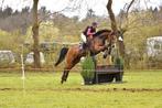14 jr ruin, fijn sport/ recreatief paard, Dieren en Toebehoren, Paarden, Springpaard, B, Gechipt, Ruin