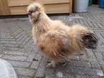 Zijdehoen kriel haan, Dieren en Toebehoren, Pluimvee, Kip