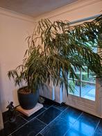 Grote Ficus Kamerplant, Huis en Inrichting, Kamerplanten, Ophalen, Ficus, 100 tot 150 cm, Halfschaduw