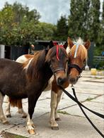 2 Hele knappe unieke mini paardjes !!, Dieren en Toebehoren, Pony's, 0 tot 2 jaar, Hengst, A pony (tot 1.17m), Gechipt