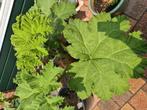 Gunnera Manicata, Tuin en Terras, Planten | Tuinplanten, Ophalen, Zomer, Overige soorten, Halfschaduw