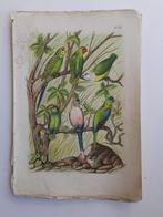 Vogel prent 1886 - chromolithografieën - FRAAI, Ophalen of Verzenden