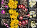 Delosperma IJsbloemem Rotsplanten, Ophalen, Bodembedekkers, Volle zon, Vaste plant