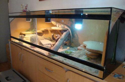 Duurzaam Glazen Terrarium voor Gekko of Agaam kopen, op maat, Dieren en Toebehoren, Reptielen en Amfibieën | Toebehoren, Nieuw