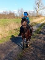 pony, B, Gechipt, Ruin, B pony (1.17m tot 1.27m)