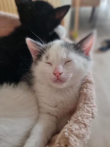 Kitten te koop, katertje  beschikbaar voor biedingen