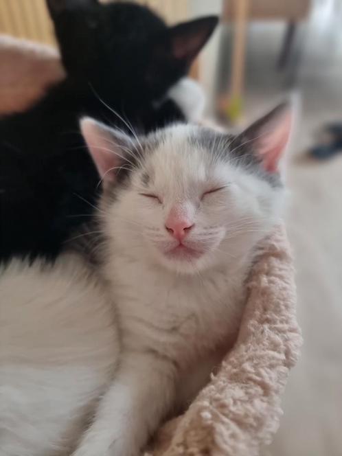Kitten te koop, katertje, Dieren en Toebehoren, Katten en Kittens | Overige Katten, Kortharig, Kater, 0 tot 2 jaar