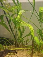 Cryptocoryne  aquarium plant, Dieren en Toebehoren, Vissen | Aquariumvissen, Vis