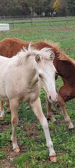 welsh B  hengst veulens en jaarling ruin, Gechipt, 0 tot 2 jaar, Hengst, C pony (1.27m tot 1.37m)