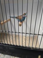 Koppel blauwfazantjes, Meerdere dieren, Geringd