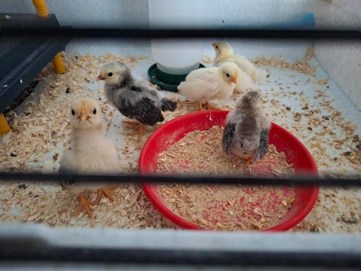 Sermama kuikentjes diverse kleurtjes, Dieren en Toebehoren, Pluimvee, Kip, Geslacht onbekend