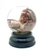 Oosters korthaar kitten op sterk water, Verzamelen, Dierenverzamelingen, Ophalen of Verzenden, Nieuw, Opgezet dier