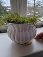 Delfts wit porselein 2 bloempotten, Ophalen